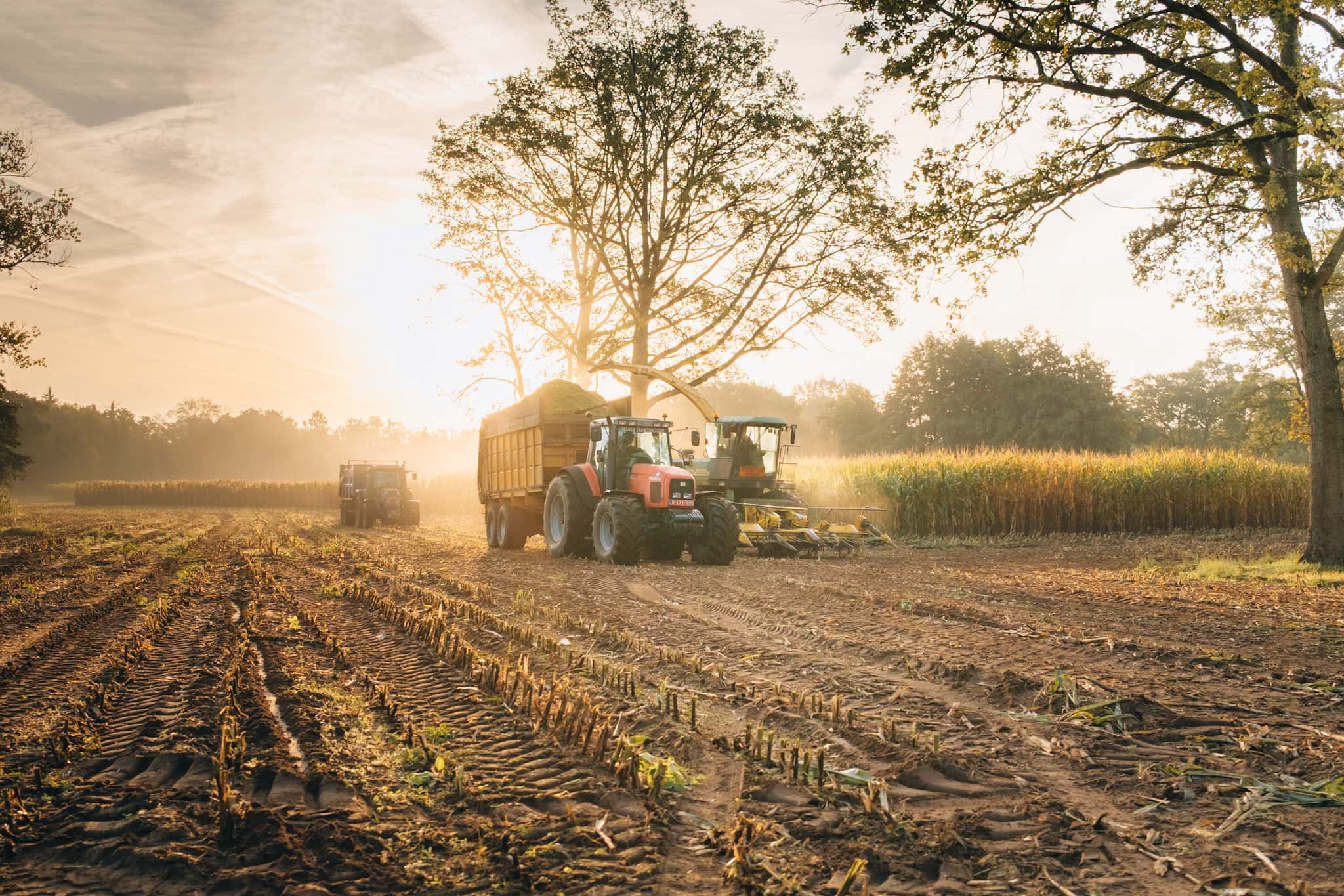 maisoogst, tractor met kipper en hakselaar in het veld, graffo fotografie